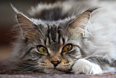 Как выбрать корм для стерилизованных кошек