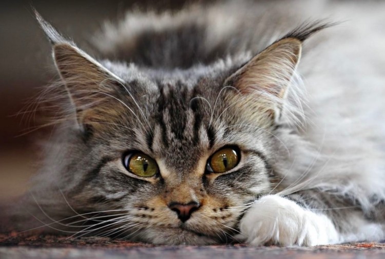 Как выбрать корм для стерилизованных кошек