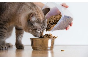 Правила выбора диетических кормов для кошек