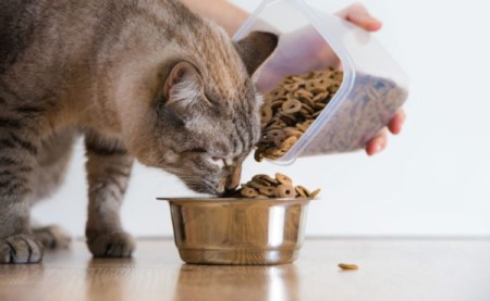 Правила выбора диетических кормов для кошек