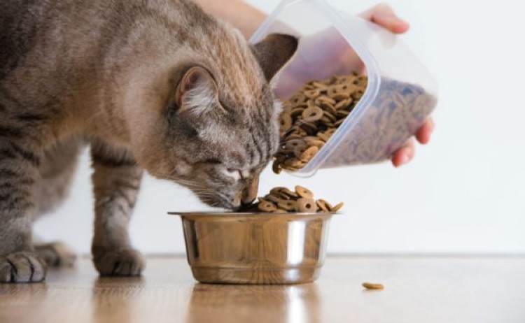 Правила выбора диетических кормов для кошек