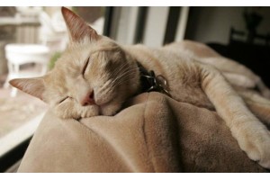 Чумка у кошек: признаки, симптомы и лечение