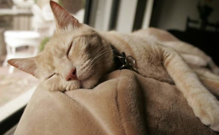 Чумка у кошек: признаки, симптомы и лечение