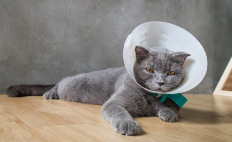 Стоит ли кастрировать кота: доводы "За" и "Против"