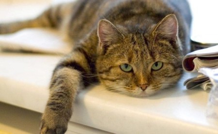 Мочекаменная болезнь у котов: симптомы и лечение