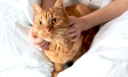 Цистит у кошек: симптомы и лечение