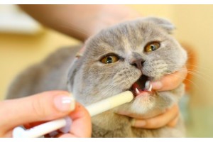 Как правильно давать лекарство кошке из шприца и без
