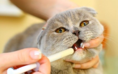 Как правильно давать лекарство кошке из шприца и без