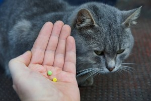 Как часто надо давать таблетки от глистов кошкам