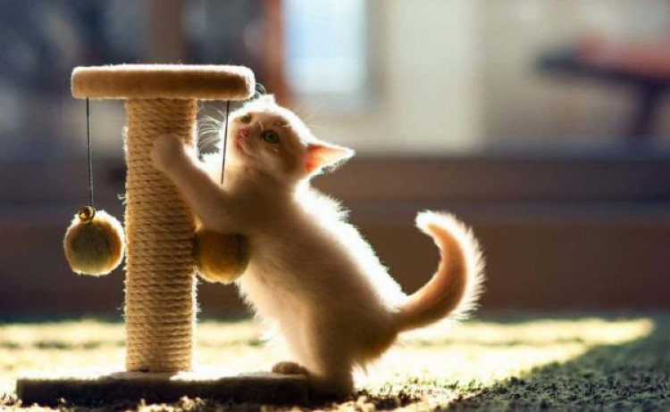 Как приучить кошку к домашней когтеточке