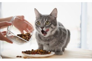 Как отучить кошку от домашней еды и перевести на корм