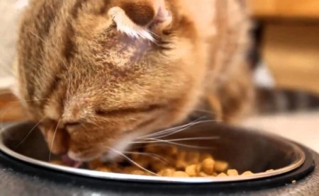 Пять лучших кормов для кастрированных котов и стерилизованных кошек