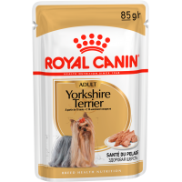 Adult Yorkshire Terrier