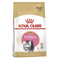 Kitten Persian 32