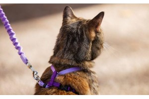 Как приучить кошку к поводку, ошейнику и шлейке: полезные советы