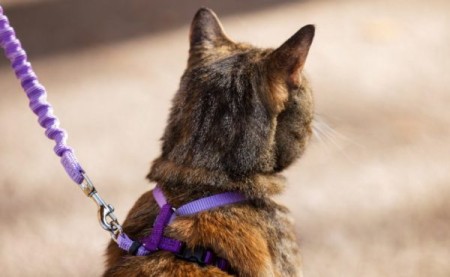 Как приучить кошку к поводку, ошейнику и шлейке: полезные советы
