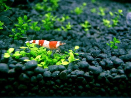 Растения в аквариуме нуждаются в питательном грунте и подложке!