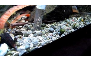 Рыбки должны жить в чистоте! Как сифонить грунт в аквариуме?