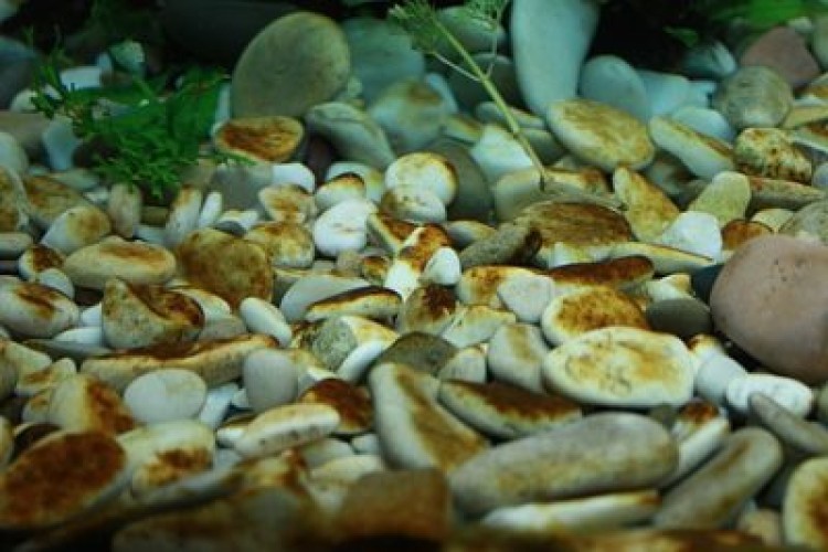 Избавьтесь от коричневого налета в аквариуме раз и навсегда!