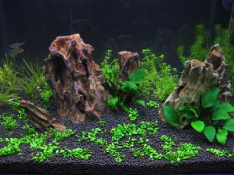 Как выбирать и подготовить грунт для аквариума с живыми растениями (травника) правильно?