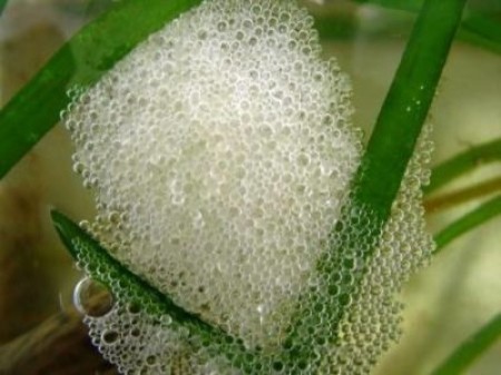 Узнайте, почему в аквариуме пенится вода