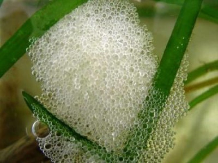 Узнайте, почему в аквариуме пенится вода