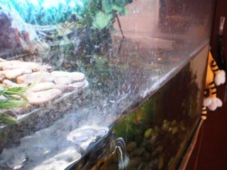 Как отмыть аквариум от известкового налета? Только действенные советы!