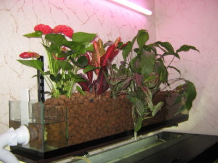 Как устроен фитофильтр для аквариума и как сделать его своими руками?