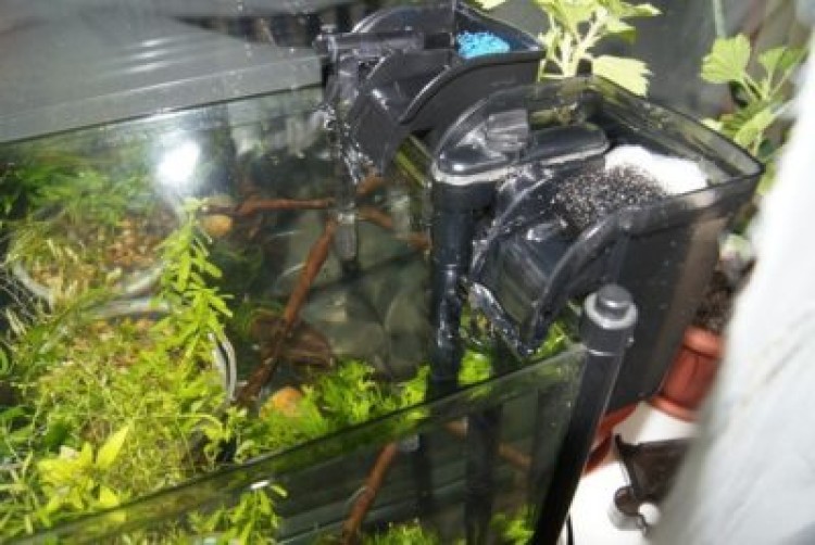 Чем хороши навесные фильтры для аквариума?