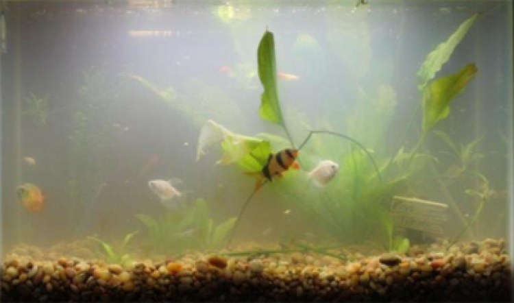 Топ-11 причин, почему воняет вода в аквариуме. Что делать при появлении неприятного запаха?
