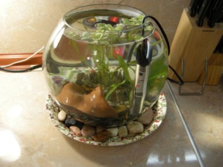 Какой должен быть фильтр для маленького аквариума?