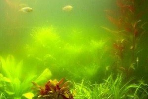 Вода в аквариуме зеленеет? Почему это происходит и как с этим бороться?