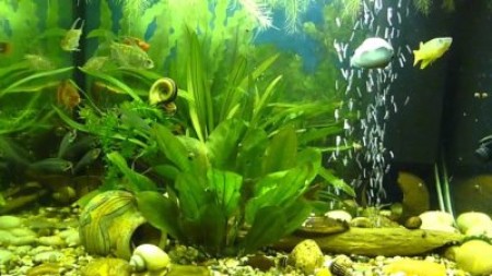 Как узнать, снизить или повысить жесткость воды в аквариуме?