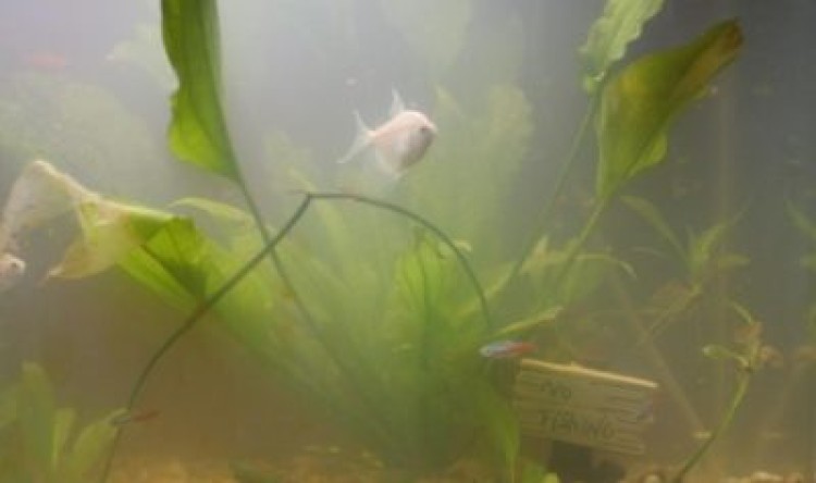 Мутная вода в аквариуме может убить обитателей! Что делать, чтоб жидкость снова стала кристально чистой?