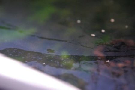 Образовалось пленка на поверхности воды в аквариуме? Не проблема, ведь есть решение!