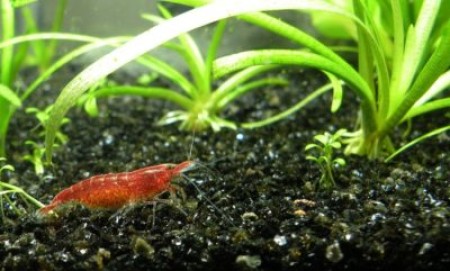 Все о черном грунте для аквариума