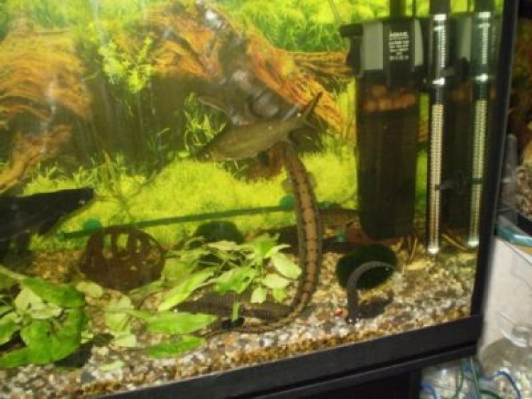 Топ-6 лучших внешних и внутренних фильтров для аквариума на 300 литров