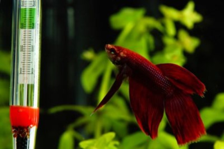 Какая температура воды должна быть в аквариуме для нормального существования рыбок и растений?