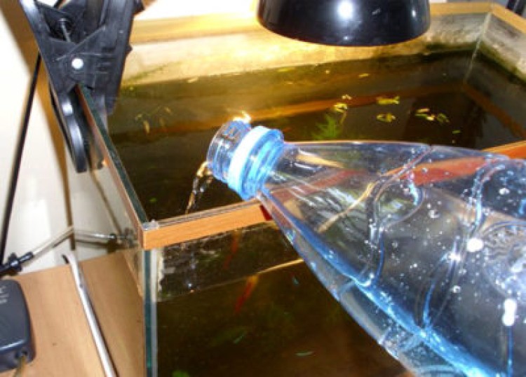 Уход за аквариумом: как поменять воду и что делать с рыбками и растениями?