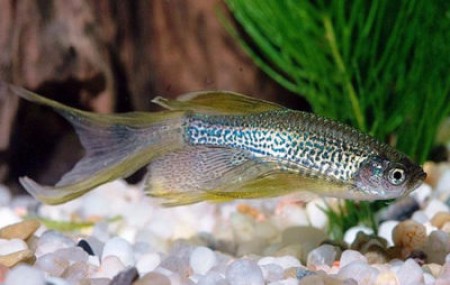 С кем уживаются рыбки данио в одном аквариуме?