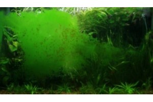 Появился зеленый налет в аквариуме? Как избавиться?