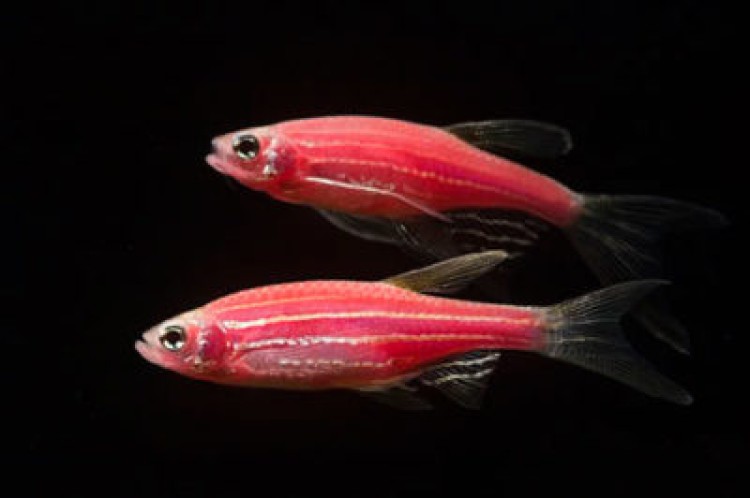 Чем прекрасен розовый данио?