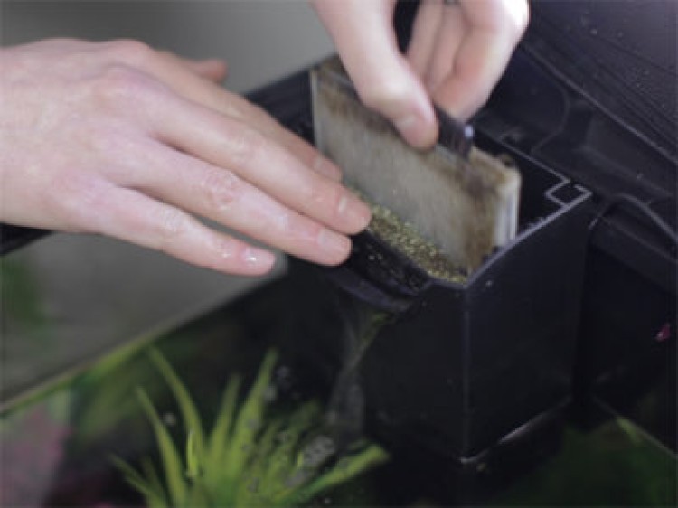 Уход за фильтром для аквариума. Как правильно почистить устройство?