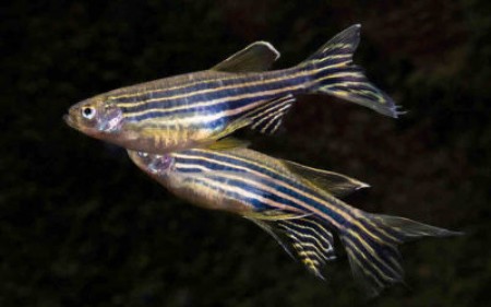 Разбираемся в особенностях размножения рыбок данио от а до я