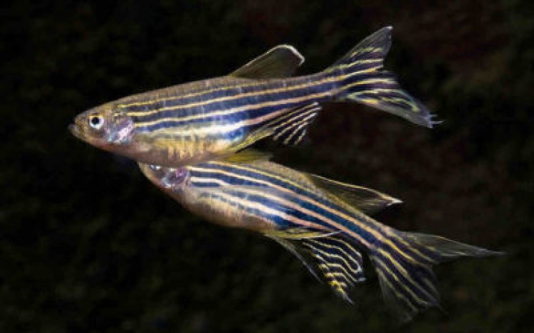 Разбираемся в особенностях размножения рыбок данио от а до я