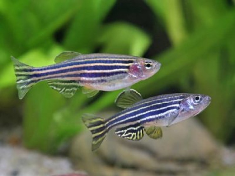 Условия содержания и правила ухода за рыбкой данио рерио