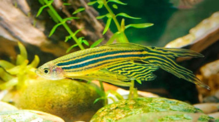 Топ-5 способов, как отличить самца рыбки данио от самки