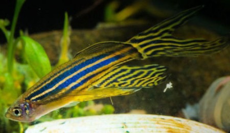 Основные нюансы размножения данио рерио