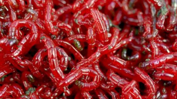 Топ-9 лучших живых кормов для аквариумных рыбок