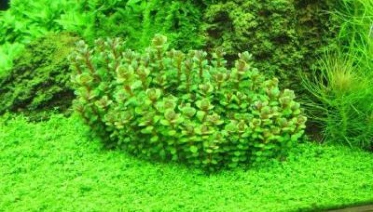 Великолепный результат работы селекционеров: аммания бонсай